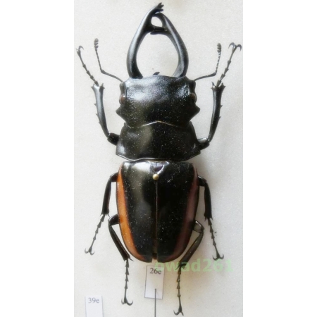 Odontolabis stevensi limbata Kriesche, 1922 70mm Indonesia, Sulawesi Is26e